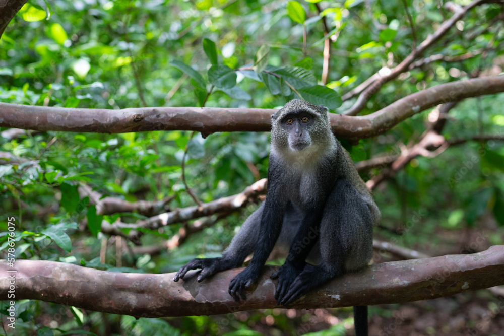 Obraz premium Experience the Wonders of Zanzibar, Tanzania's Wildlife: The Red Colobus Monkey Zanzibar, Tanzania is a treasure trove of wildlife, and the Red Colobus Monkey is one of its most fascinating and unique