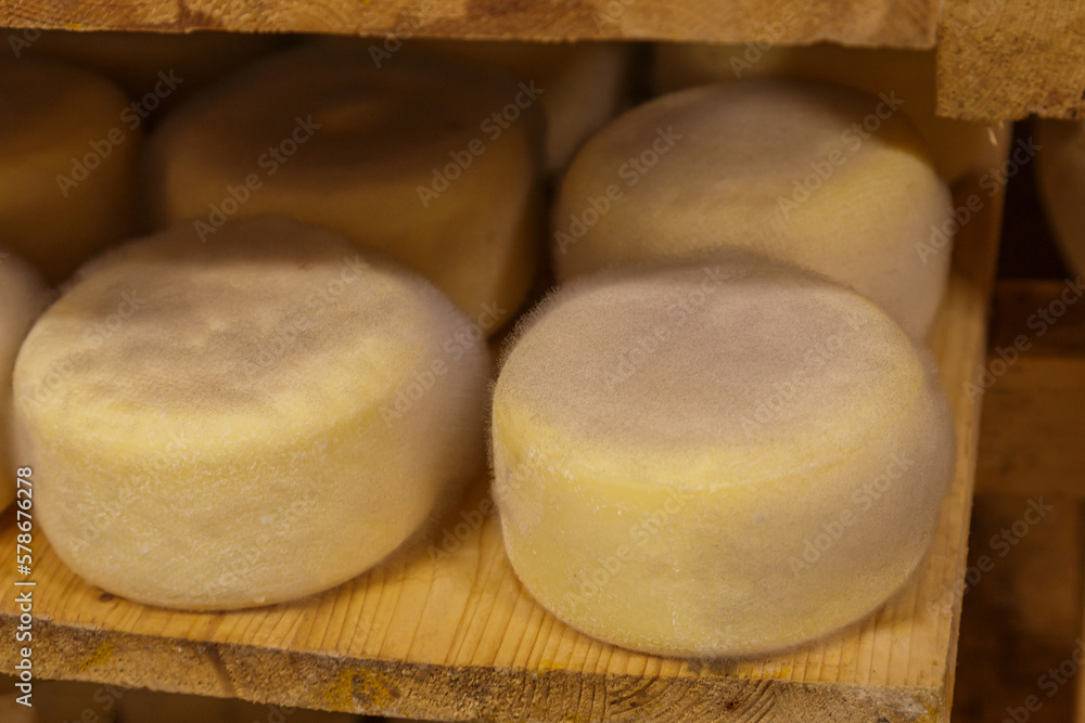 Ripening wheels of cheese on the shelf of the cellar. Ripening wheels of cheese on the shelf of the cellar.
