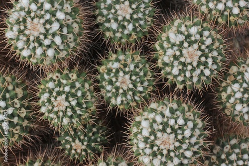 close up of cactus