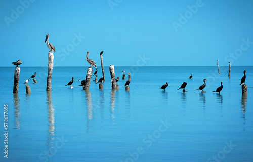 Perching birds in the ocean © Gita