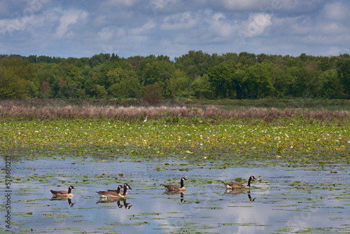 Several Geese Swim Through Water Lilies