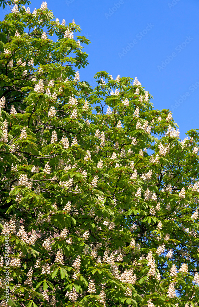Chestnut tree branches with white blossoms