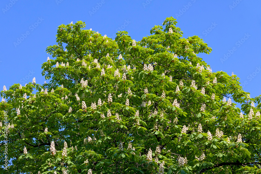 Chestnut tree branches with white blossoms