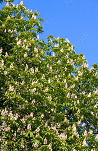 Obraz na płótnie Chestnut tree branches with white blossoms w salonie