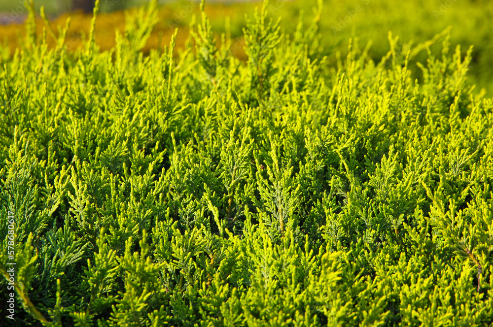 Close-up of green cypress (thuja) leaves background