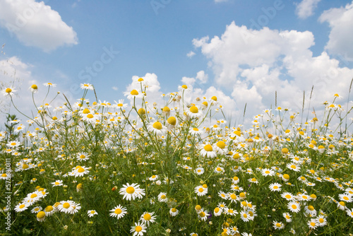 field of camomiles