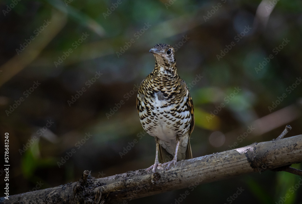 White's Thrush (Zoothera aurea) in the forest animal portrait. White's Thrush (Zoothera aurea) in the forest animal portrait.