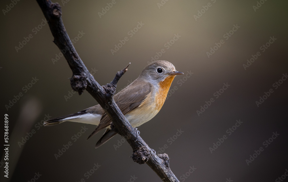 Fototapeta premium Red-breasted Flycatcher on the branch tree animalportrait.