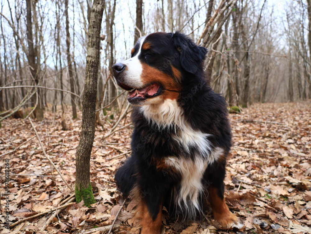 The Bernese Mountain Dog is a large dog breed, one of the four breeds of Sennenhund-type dogs from Bern, Switzerland and the Swiss Alps. 