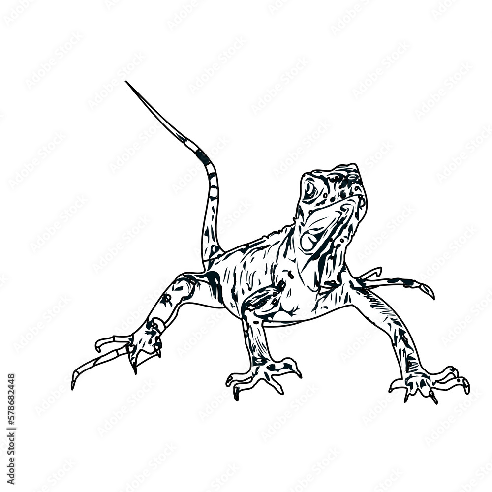 Obraz premium black and white sketch of iguana with transparent background