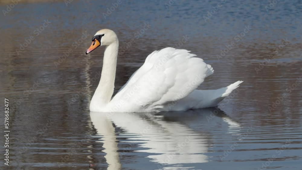 white swan calmly floats on the waves against a weak wind white swan calmly floats on the waves against a weak wind