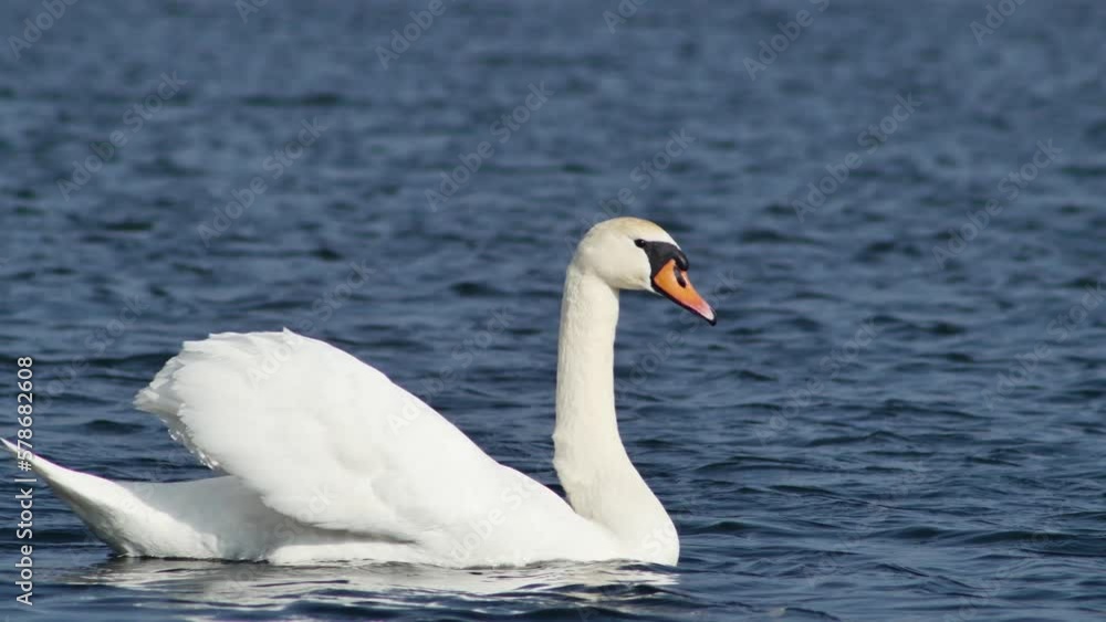 white swan gracefully swims against the wind on the waves, side view white swan gracefully swims against the wind on the waves, side view