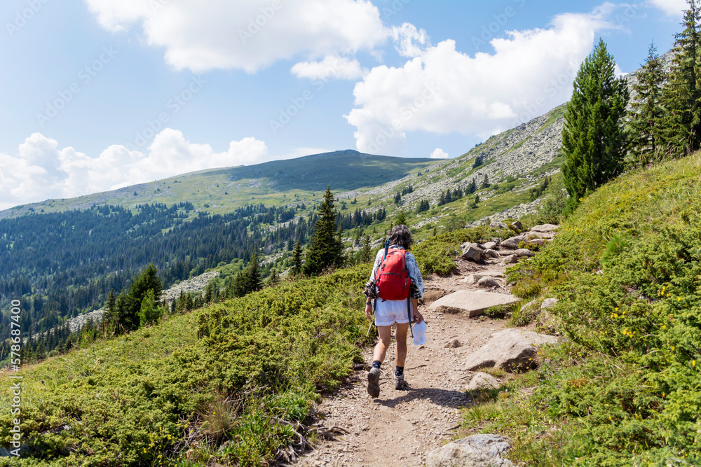 Woman Hiking  in the summer mountain with pine trees  . Vitosha mountain ,Bulgaria