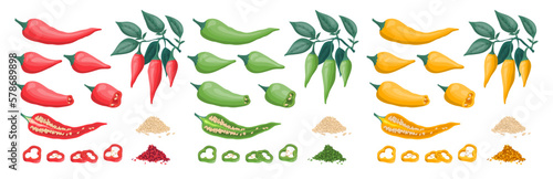 Vector illustration. Different types and sizes of chili pepper. Slices and piles of seeds and spices of green jalapeno, chili red and yellow pepper. Long and short pepper on branches with leaves