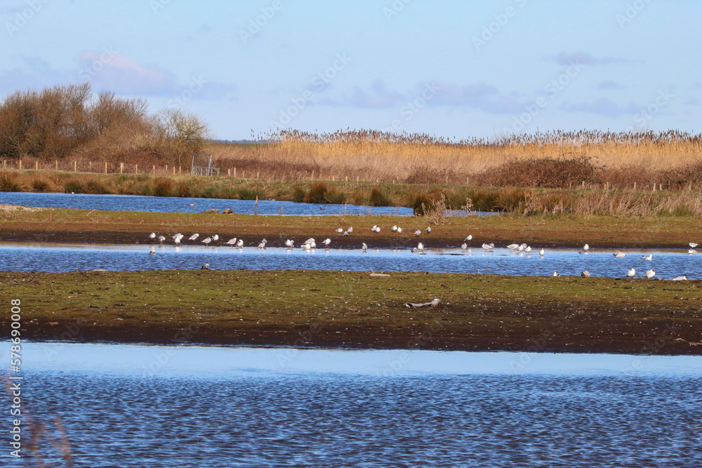 A beautiful landscape shot showing lakes and wildlife at a nature reserve on a sunny but cold winter morning