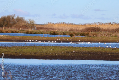 A beautiful landscape shot showing lakes and wildlife at a nature reserve on a sunny but cold winter morning