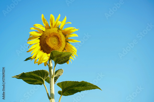 One sunflower on a blue clear sky