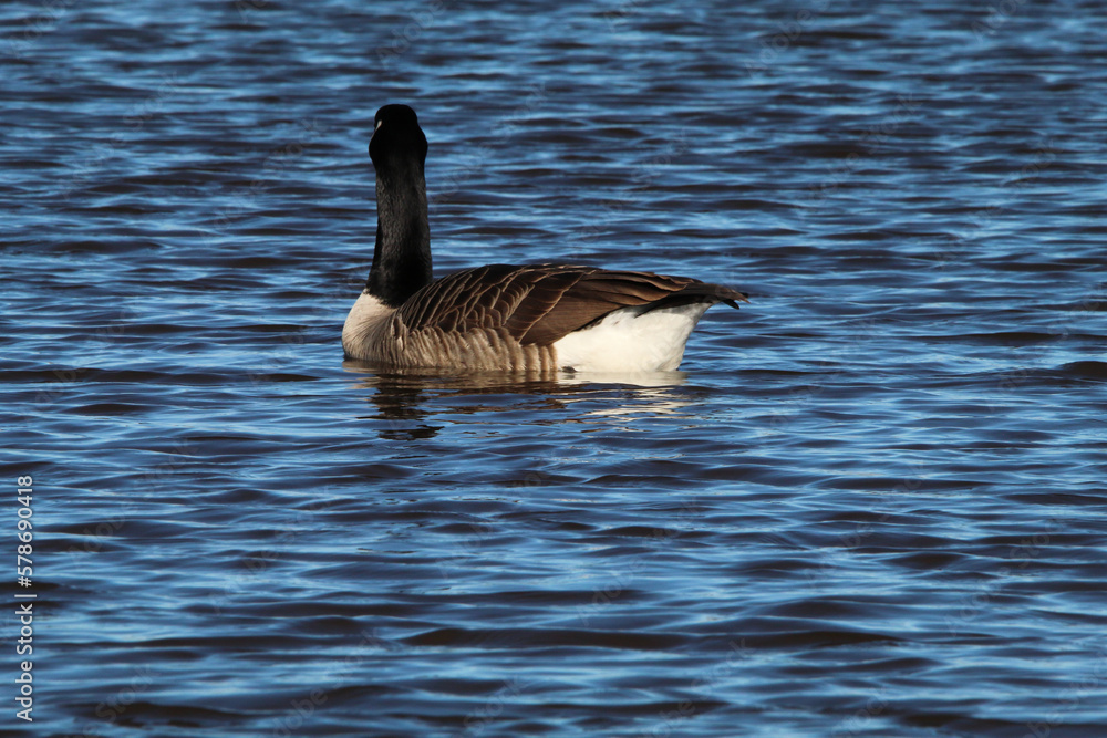 Fototapeta premium A stunning animal portrait of a Canadian Goose on a lake, water can be seen spraying from the bird.