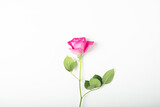 Beautiful fresh pink rose in full bloom on white background. Single flower with copy space. Valentine's day or Mother's day card.