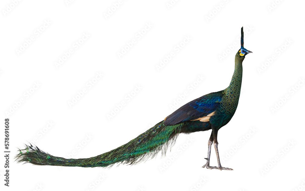 Naklejka premium Green peafowl male or Indonesian fowl isolated on transparent background the national holy bird of Myanmar from side angle view with colorful vibrant feather color