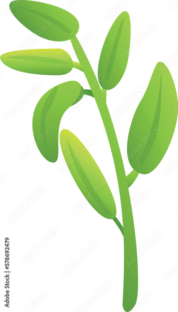 Obraz premium Organic sage icon cartoon vector. Leaf plant. Aroma herb