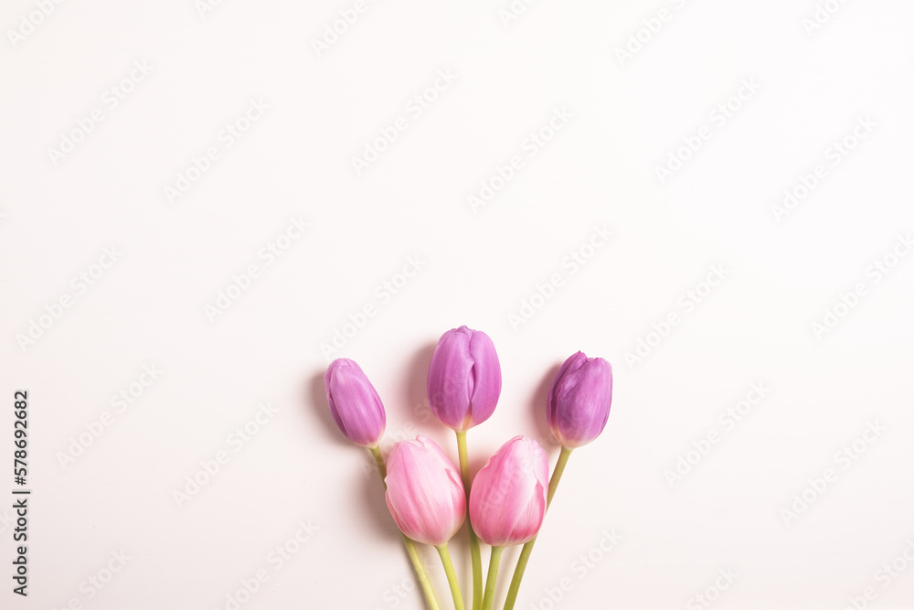 Fresh pink and purple blooming tulip flowers on white background, flat lay, directly above view. Beautiful spring blooms with negative space.