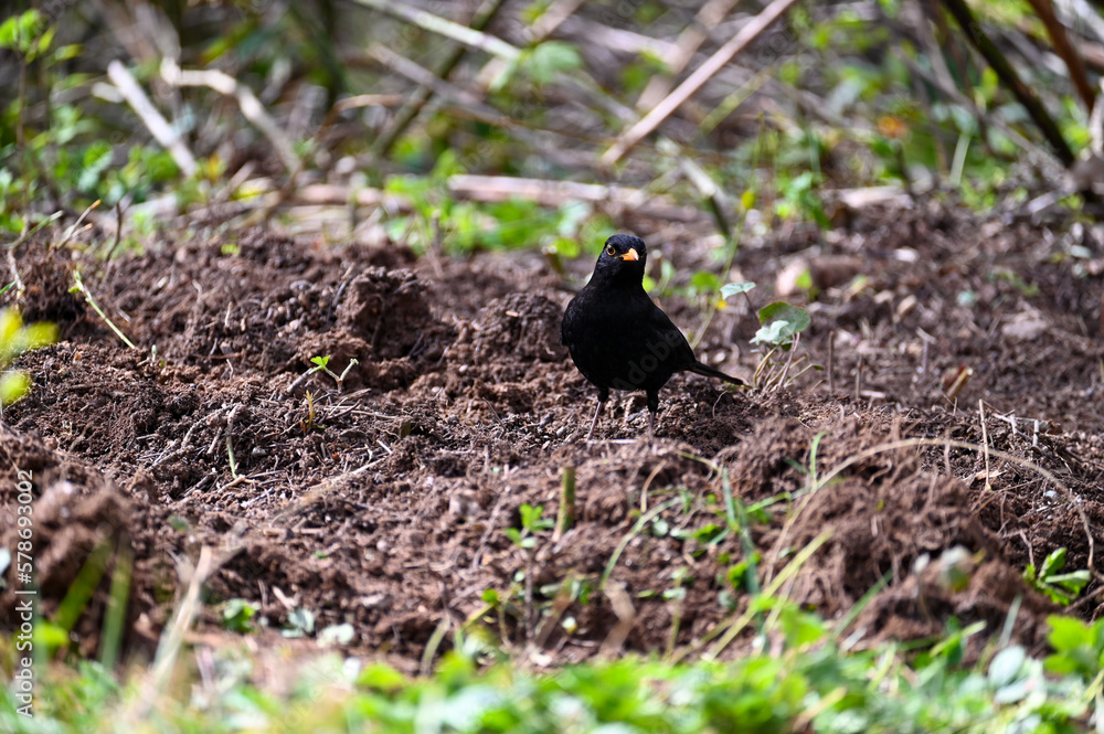 A blackbird in a meadow