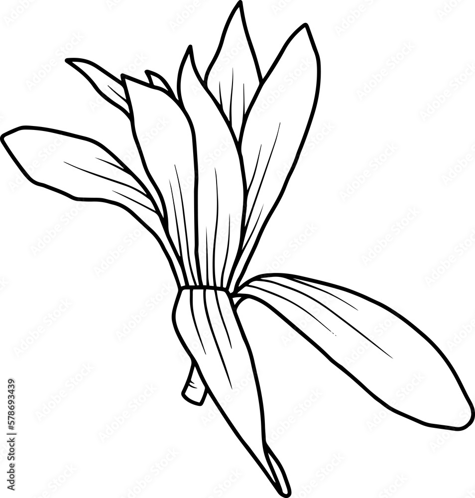 Hand drawing and sketch chrysolite flower line art
Hand drawing and sketch chrysolite flower line art