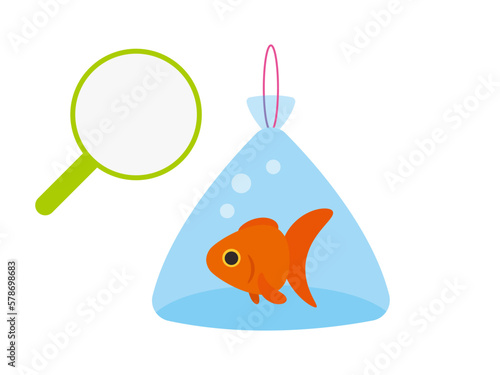 金魚すくいで獲った金魚