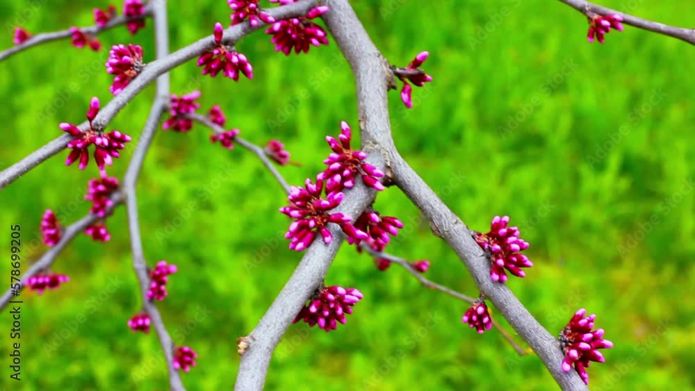 Flowering tree with pink closed buds against green bright grass in spring garden, park. Abstract natural background. Blossoming nature awakening after winter. Tree branch twigs with small flowers. Flowering tree with pink closed buds against green bright grass in spring garden, park. Abstract natural background. Blossoming nature awakening after winter. Tree branch twigs with small flowers.