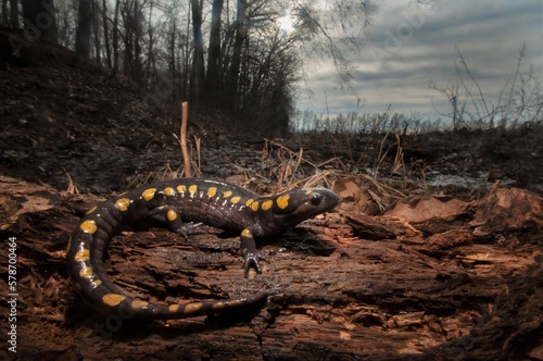 Spotted salamander wide angle macro portrait on edge of forest, farm, and vernal pool 