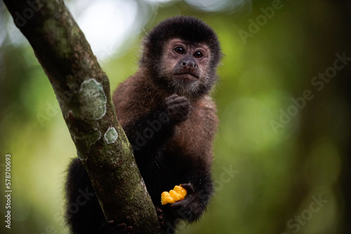 mono comiendo fruta en su habita natural © matias