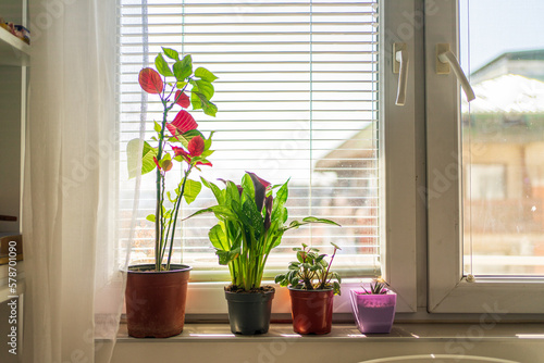Indoor Herb Plant Garden in Flower Pots by Window Sill