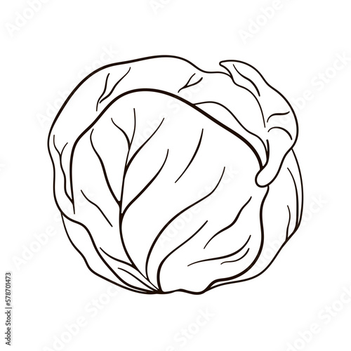 Cabbage linear icon. Vector icon of cabbage in line art style.