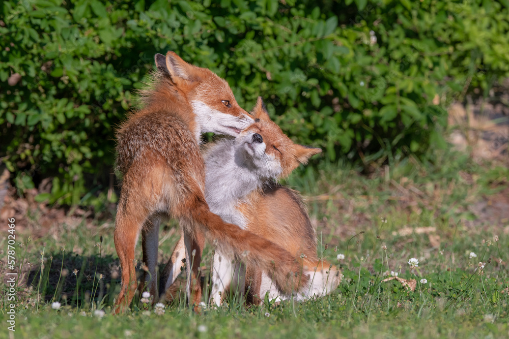 キタキツネの夫婦