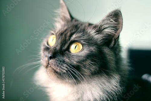 Portrait of a cat (ID: 578702883)