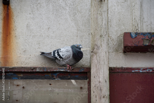 Pigeon roosting on a derelict building 