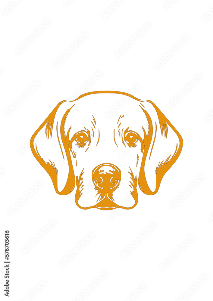 Portrait of a dog, Labrador breed. Labrador puppy muzzle
