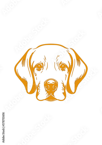 Portrait of a dog, Labrador breed. Labrador puppy muzzle
