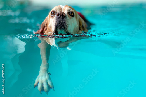 Dog in swimming pool. Hydrotherapy. Senior dog © Ana