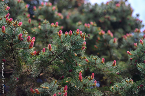 Spruce blossom. Small bright pink color young coniferous flowers or cones growing on fir-tree brushes