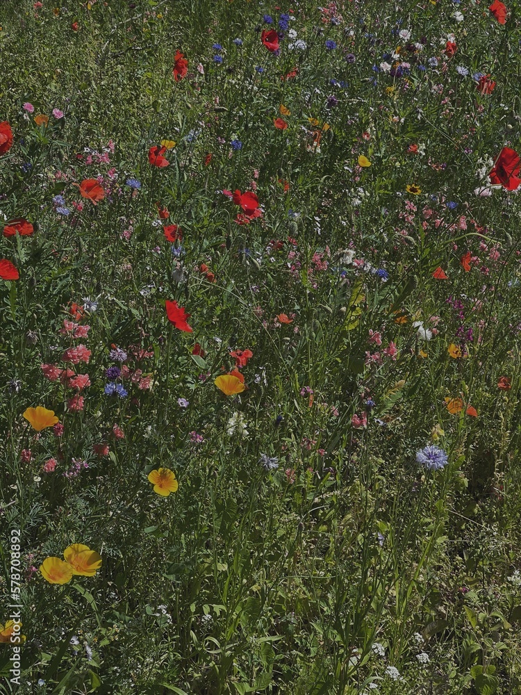 Field of chamomile daisy flowers, poppies, wildflowers and green grass. Aesthetic flowers background