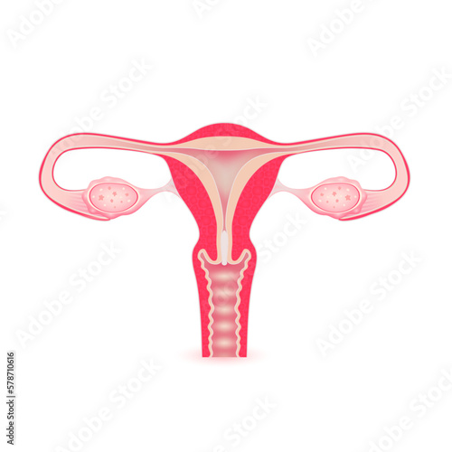 Female uterus anatomy model isolated on a white background. Main organ of the human body. Medicine and science concept. 3D Vector.