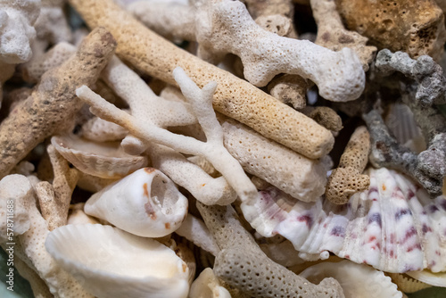 珊瑚と貝殻