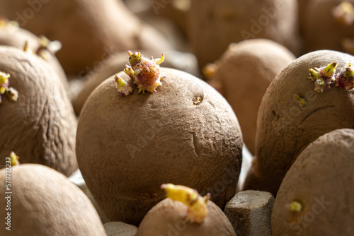 Sprouting or chitting seed potatoes. Variety Charlotte salad. Close-up, selective focus. photo