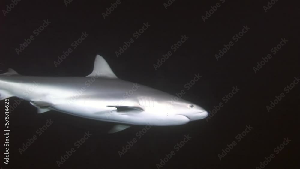 Caribbean Sea reef sharks seen in closeup shot underwater. Schools of
