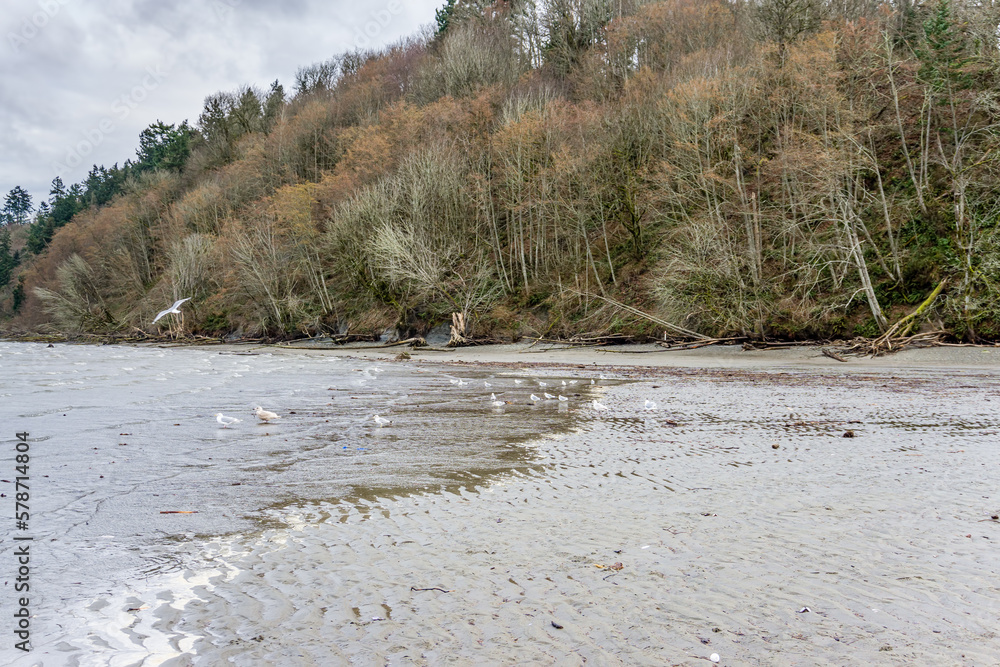 Winter Puget Sound Shoreline 2