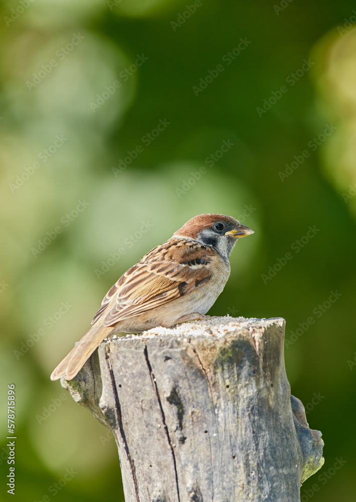 Fototapeta premium Sparrow. Sparrows are a family of small passerine birds, Passeridae. They are also known as true sparrows, or Old World sparrows, names also used for a particular genus of the family, Passer.