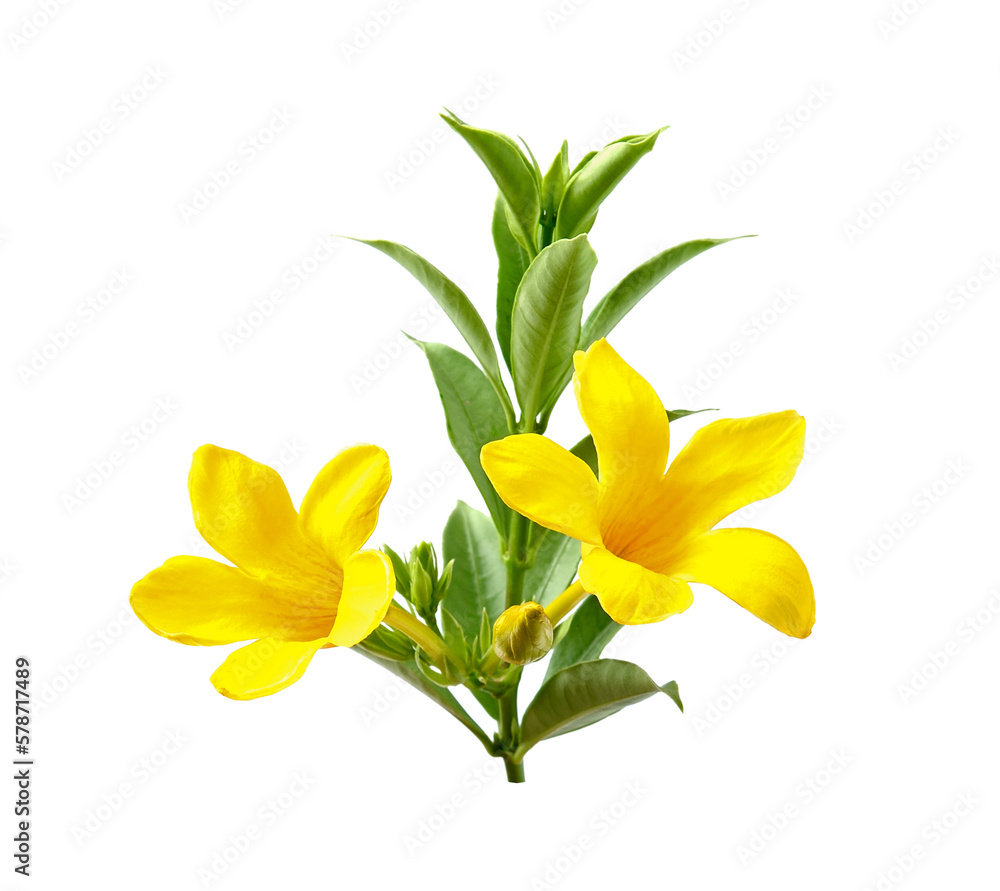 flower isolated on transparent png