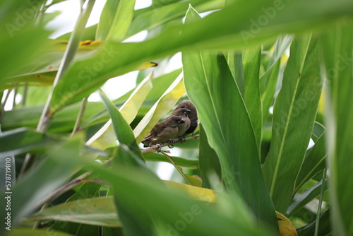 Little birds hiding in the plants 